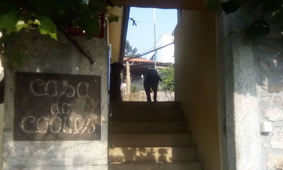 Perre House | Casa do Coques (live nature)