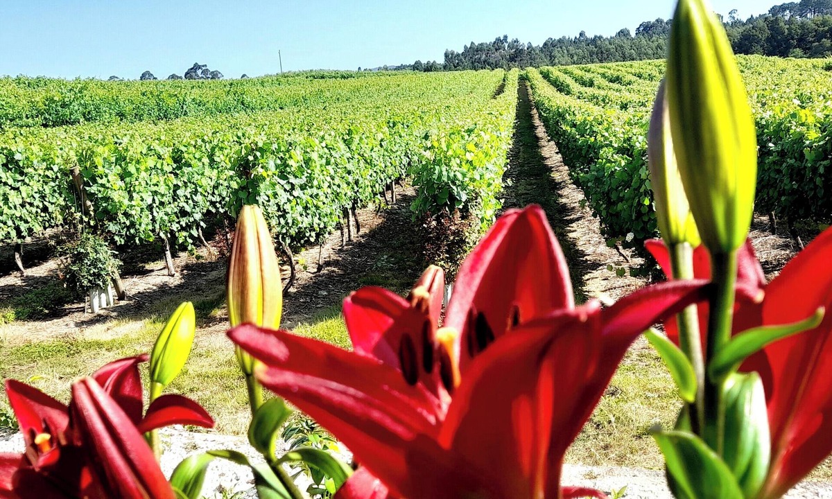 Esposende House | Quinta da Calça - Nature, Vineyards and River in Esposende | Peaceful Stay