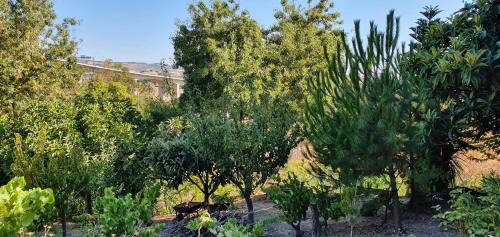 Arruda dos Vinhos Other | Green cabin in our small garden