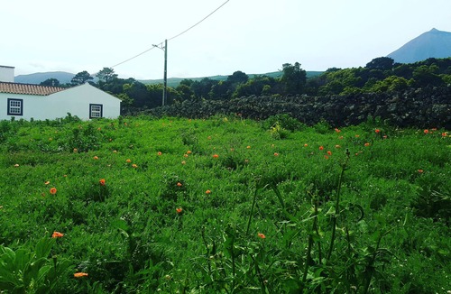 Sao Roque do Pico House | Paim's House