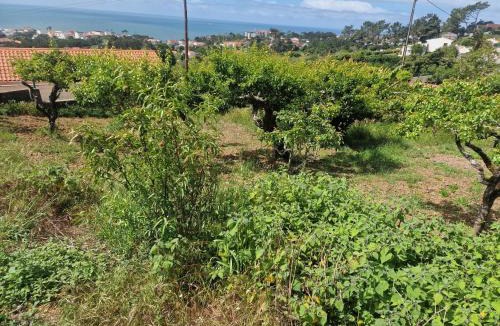 Figueira da Foz House | Quinta da Avó Bella