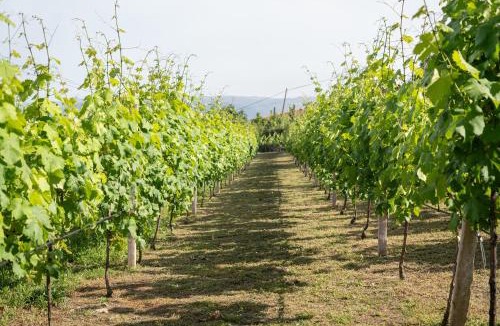 Passinhos de Cima Resort | Quinta da Marinhela - Douro Valley by Rural Escape