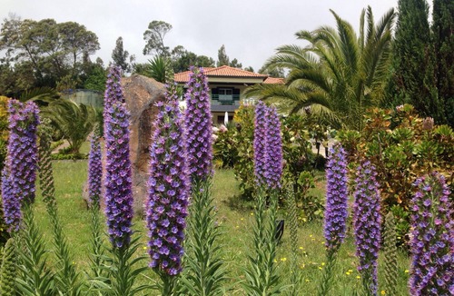 Santo da Serra House | Spacious Villa. Ideal for a Relaxing Holiday. Disinfection Measures in place.