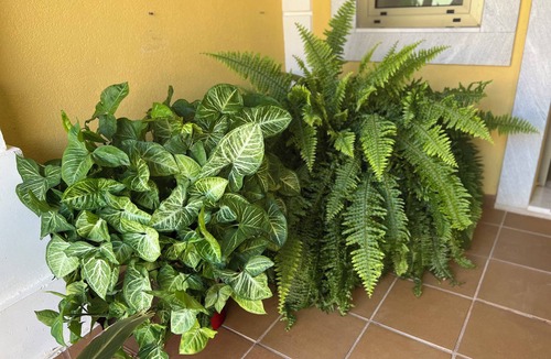 Luz de Tavira House | THE BIRDS OF PARADISE