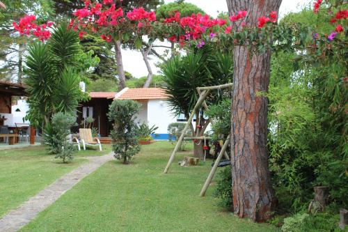 Casinha do pinhal