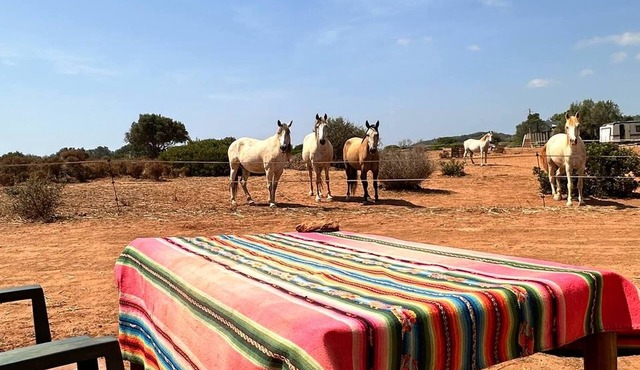 Michas caravan for 2 See the herd of horses from your bed