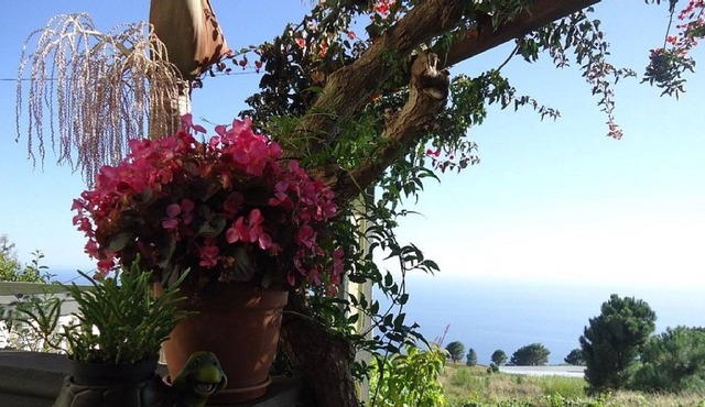 Palheiro Cavalinho In Madeira