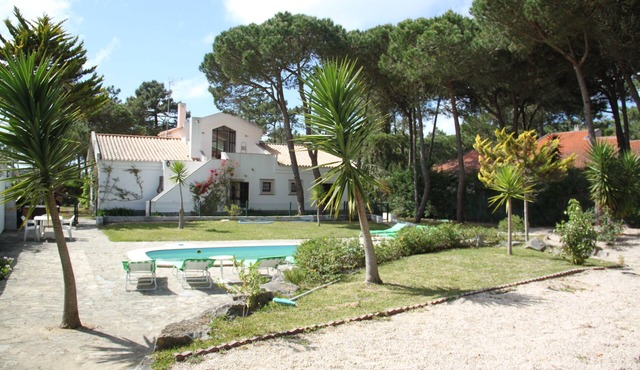 PINEWOOD IN A NEAR THE SEA