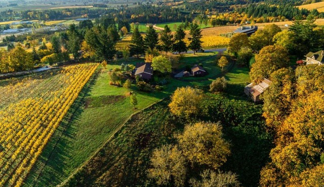 Pinot Vista in Dundee