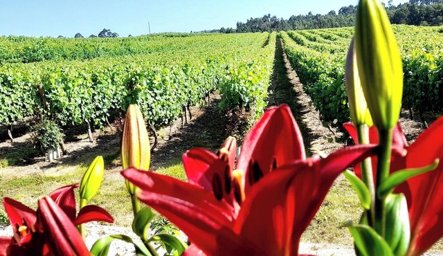Quinta da Calça - Nature, Vineyards and River in Esposende | Peaceful Stay