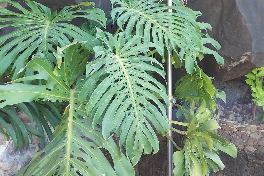 Photo of Outdoor in Tabua