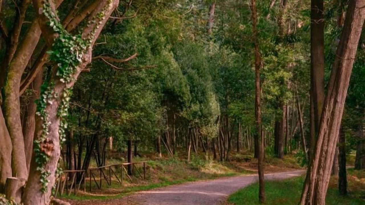 Photo of Outdoor in Figueira da Foz