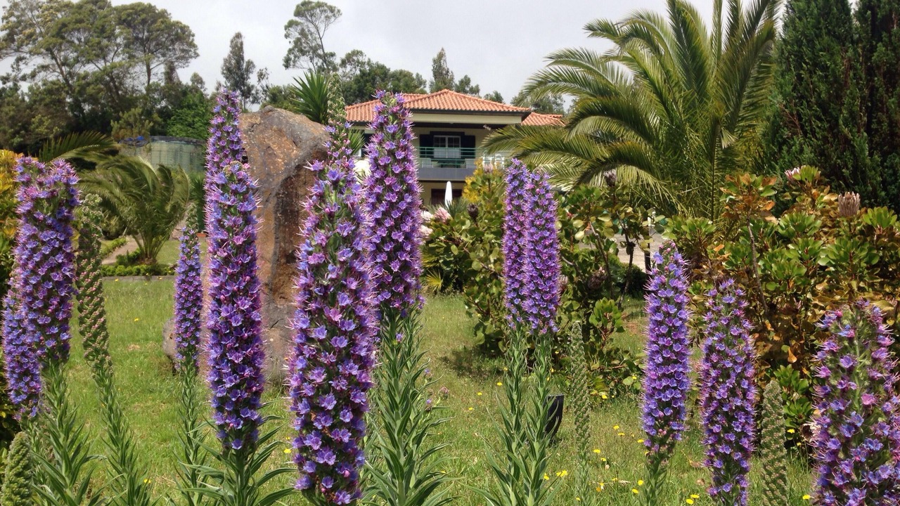 Photo of Outdoor in Santo da Serra