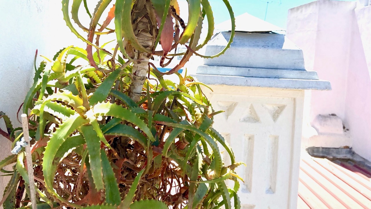 Photo of Outdoor in Olhao