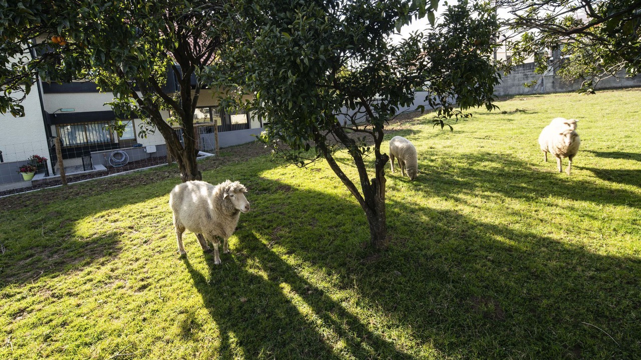 Photo of Outdoor in Mozelos