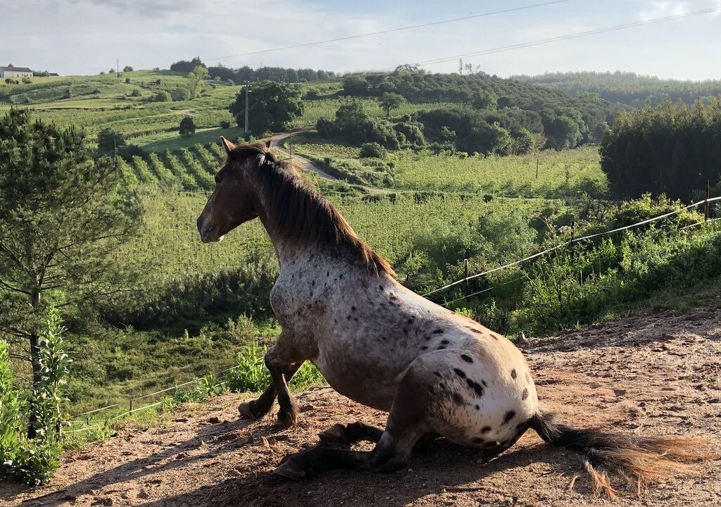 Photo of Outdoor in Lamas