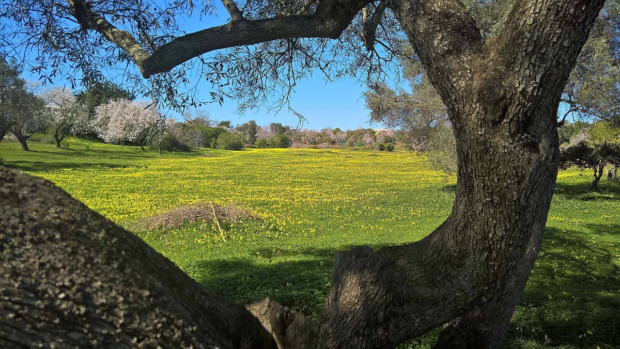 Photo of Outdoor in Olhao