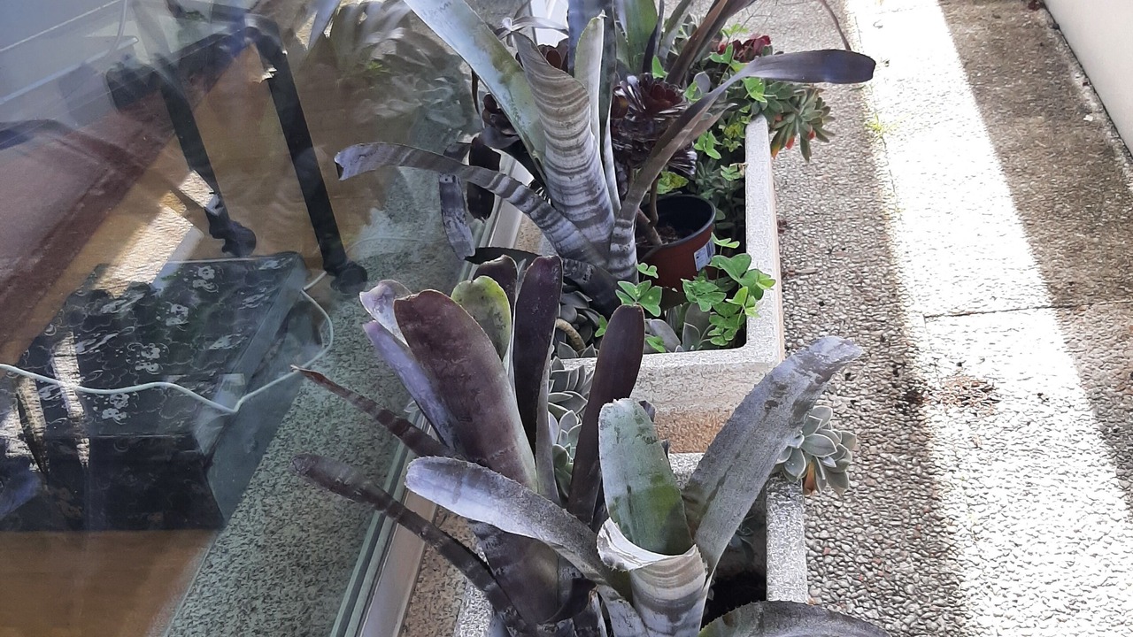 Photo of Outdoor in Monserrate