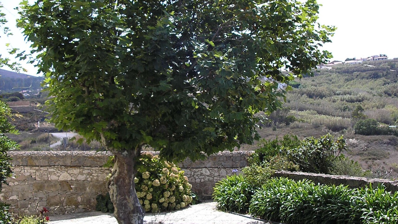 Photo of Others in Azoia