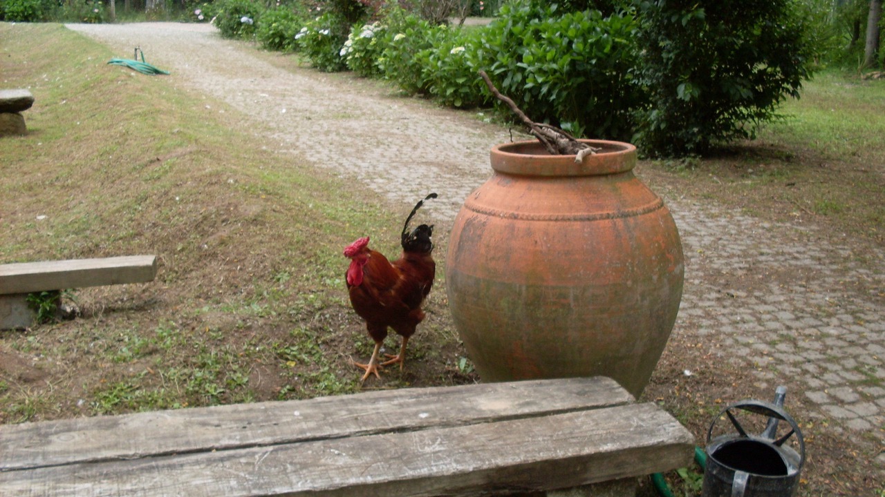 Photo of Outdoor in Espinho