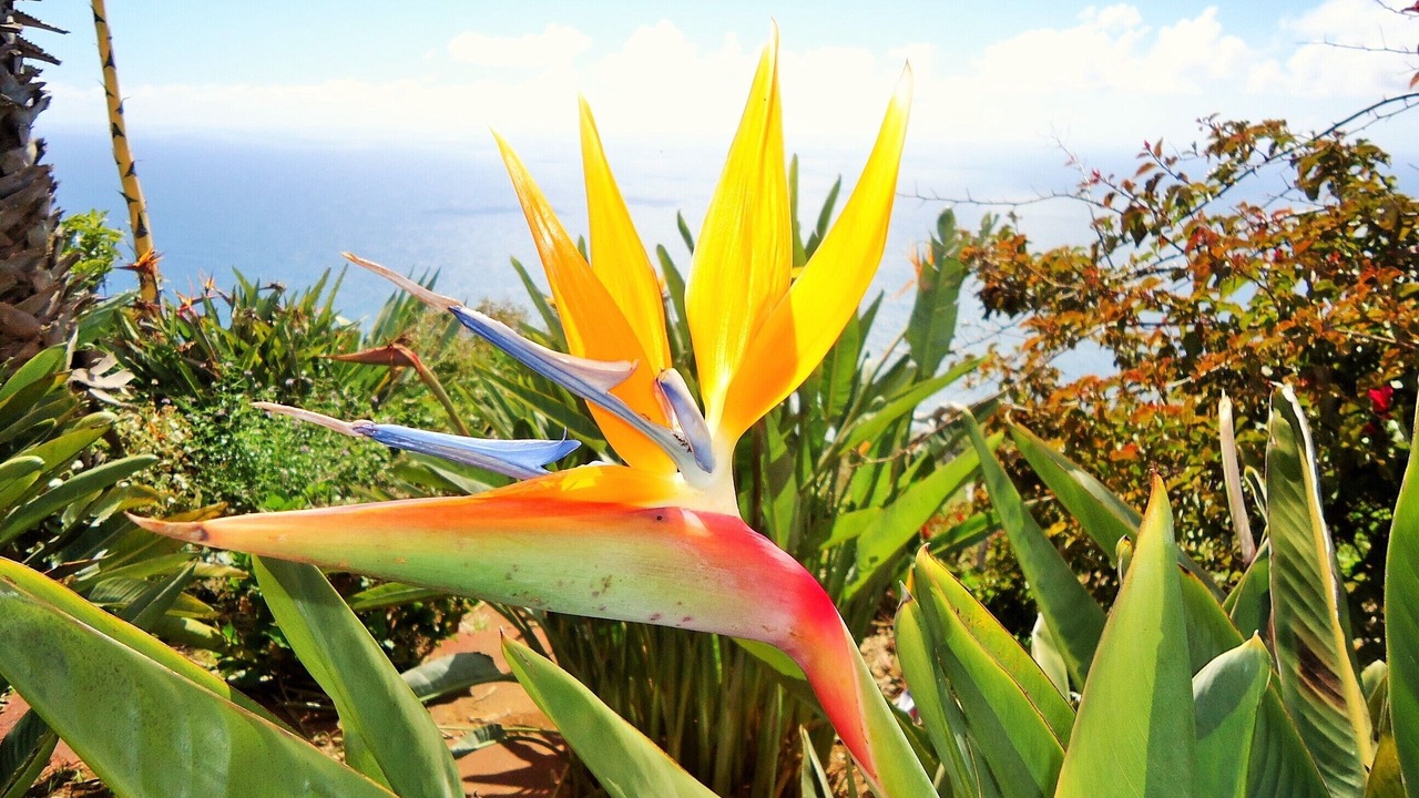 Photo of Outdoor in Paul do Mar