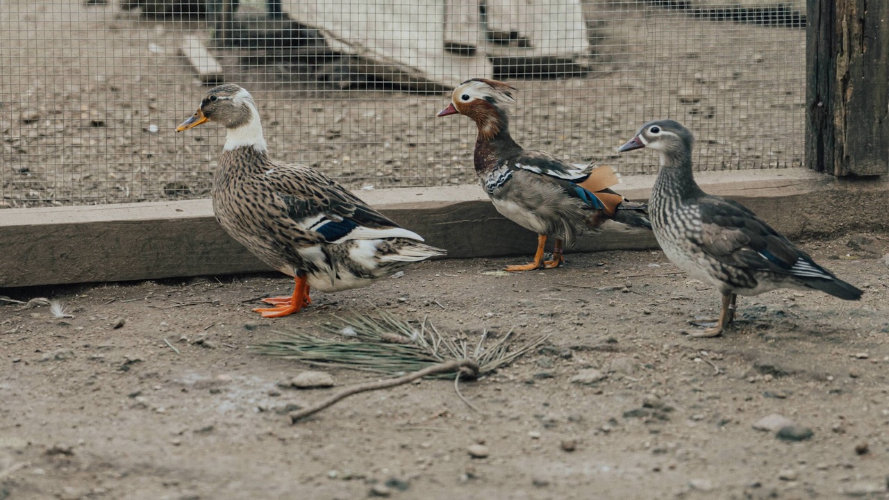 Photo of Others in Mozelos