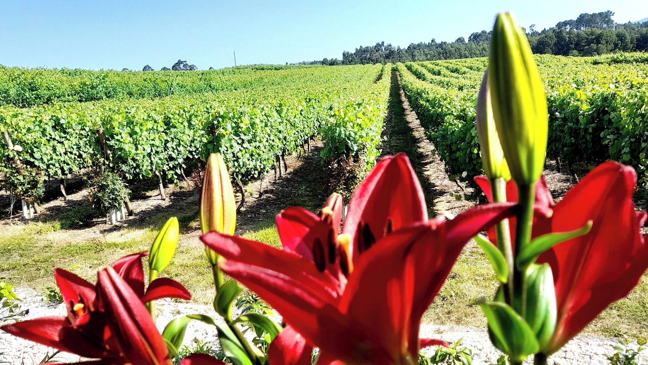 Photo of Outdoor in Esposende