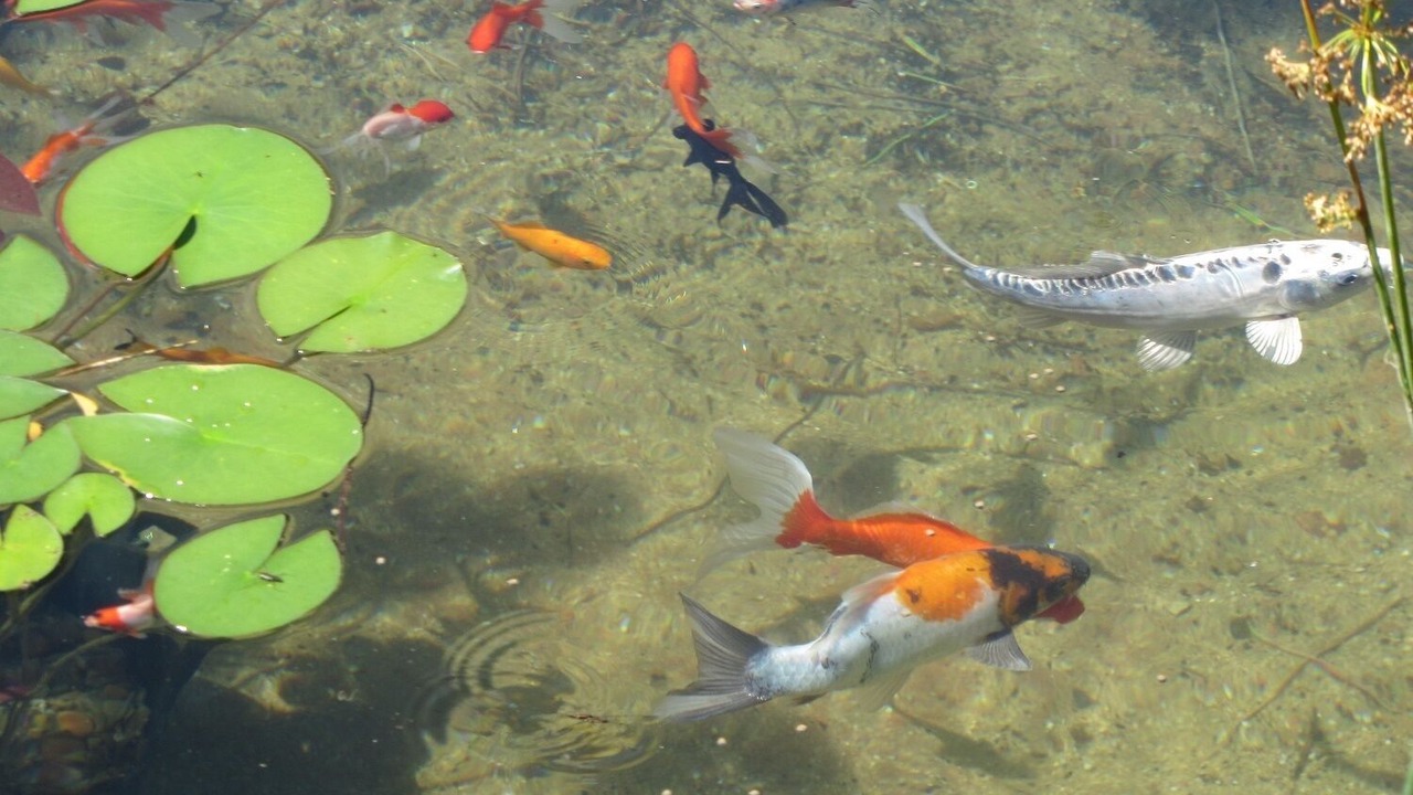 Photo of Others in Cabracao