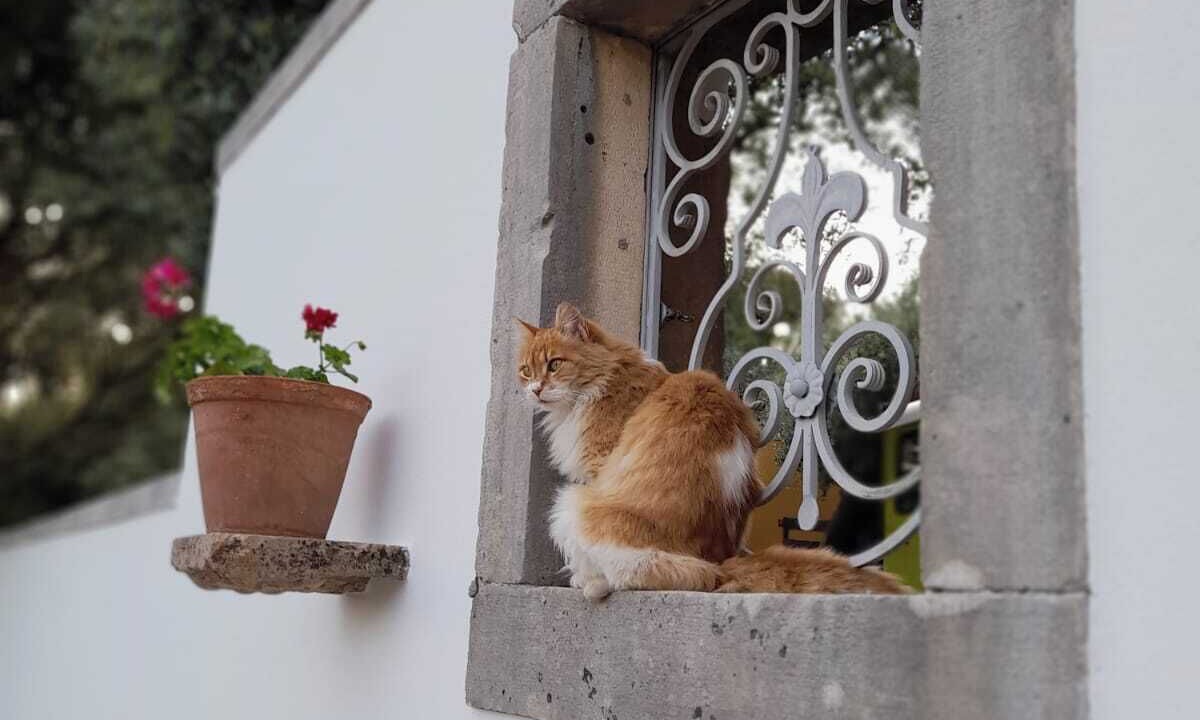 Photo of Outdoor in Tomar