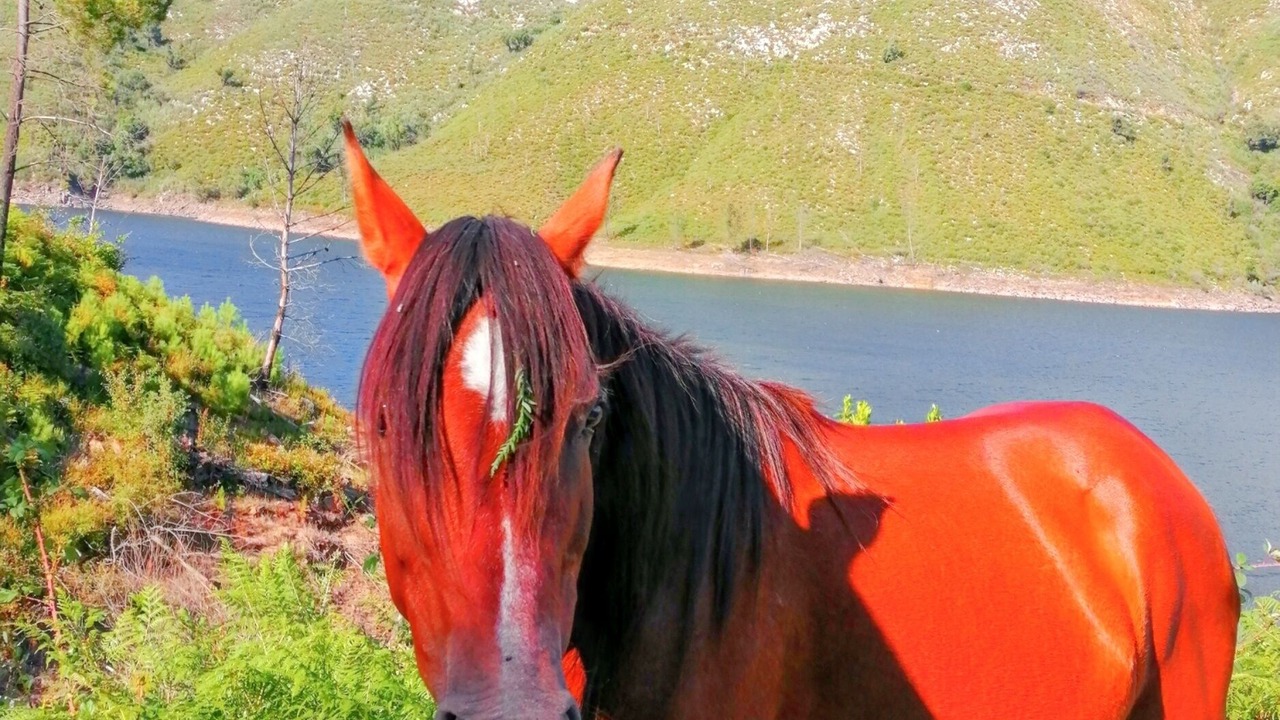 Photo of Others in Lindoso