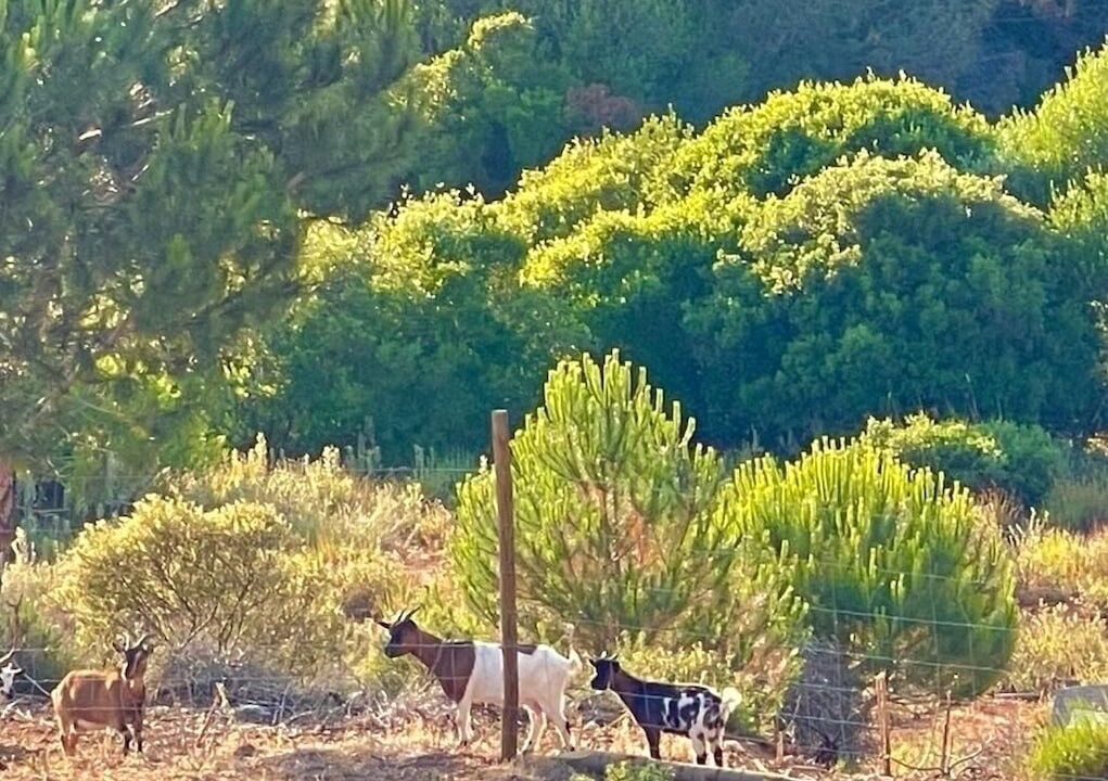 Photo of Others in Aldeia de Irmaos
