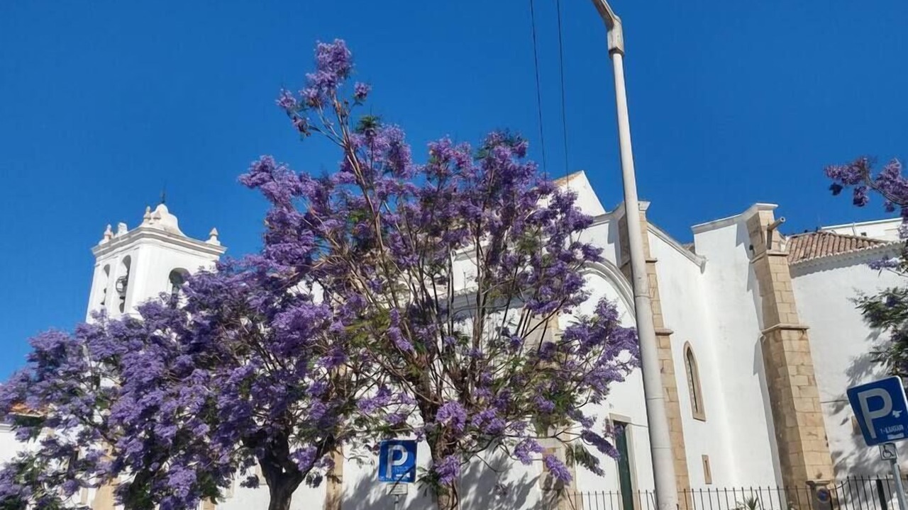 Photo of Others in Olhao