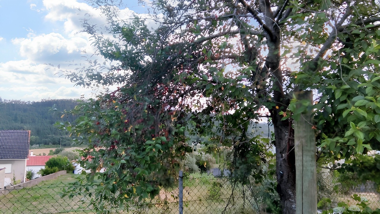 Photo of Outdoor in Ourem