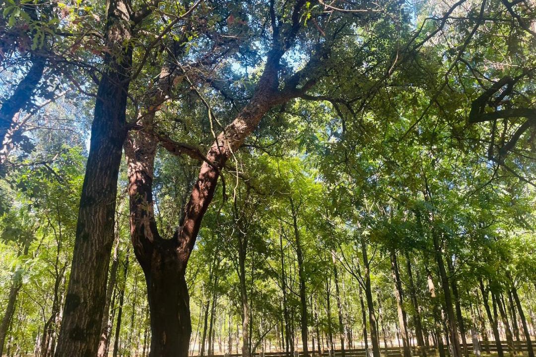 Photo of Outdoor in Vermoim