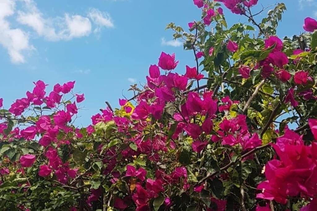 Photo of Outdoor in Sao Bras de Alportel