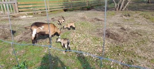 Macas de Dona Maria House | Quinta da Bolota Guest House