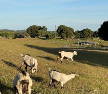 Ponte de Sor House | Monte Santo